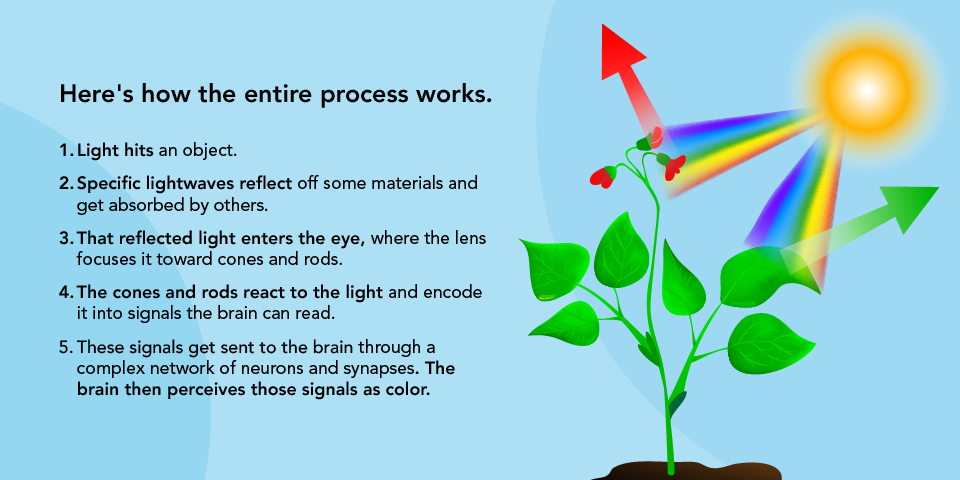 A sun projecting light onto a plant to emulate how color is perceived