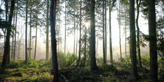 Forestry Applications.jpg