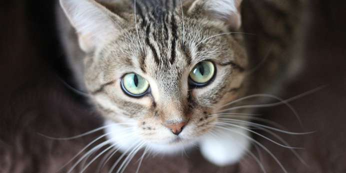 pexels-photo-large (1).jpg