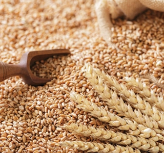 Food-industry-grain-products